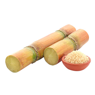 Sugar Cane